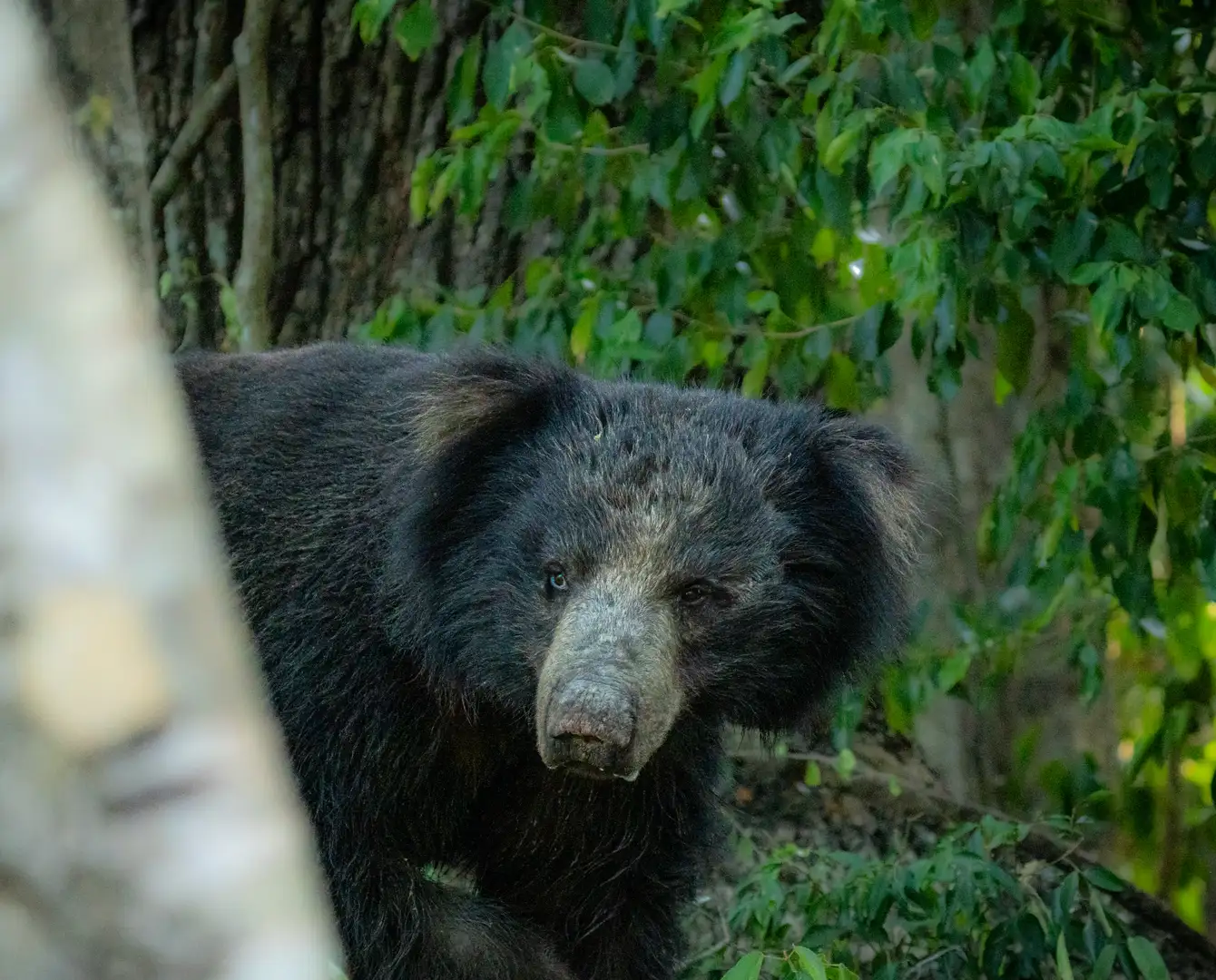 Sloth bears in Yala Block 5, Sri Lanka